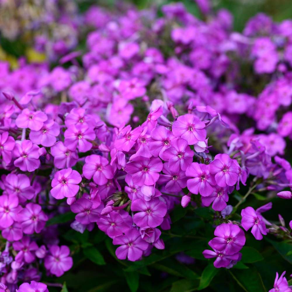 Höstflox 'Amethyst'